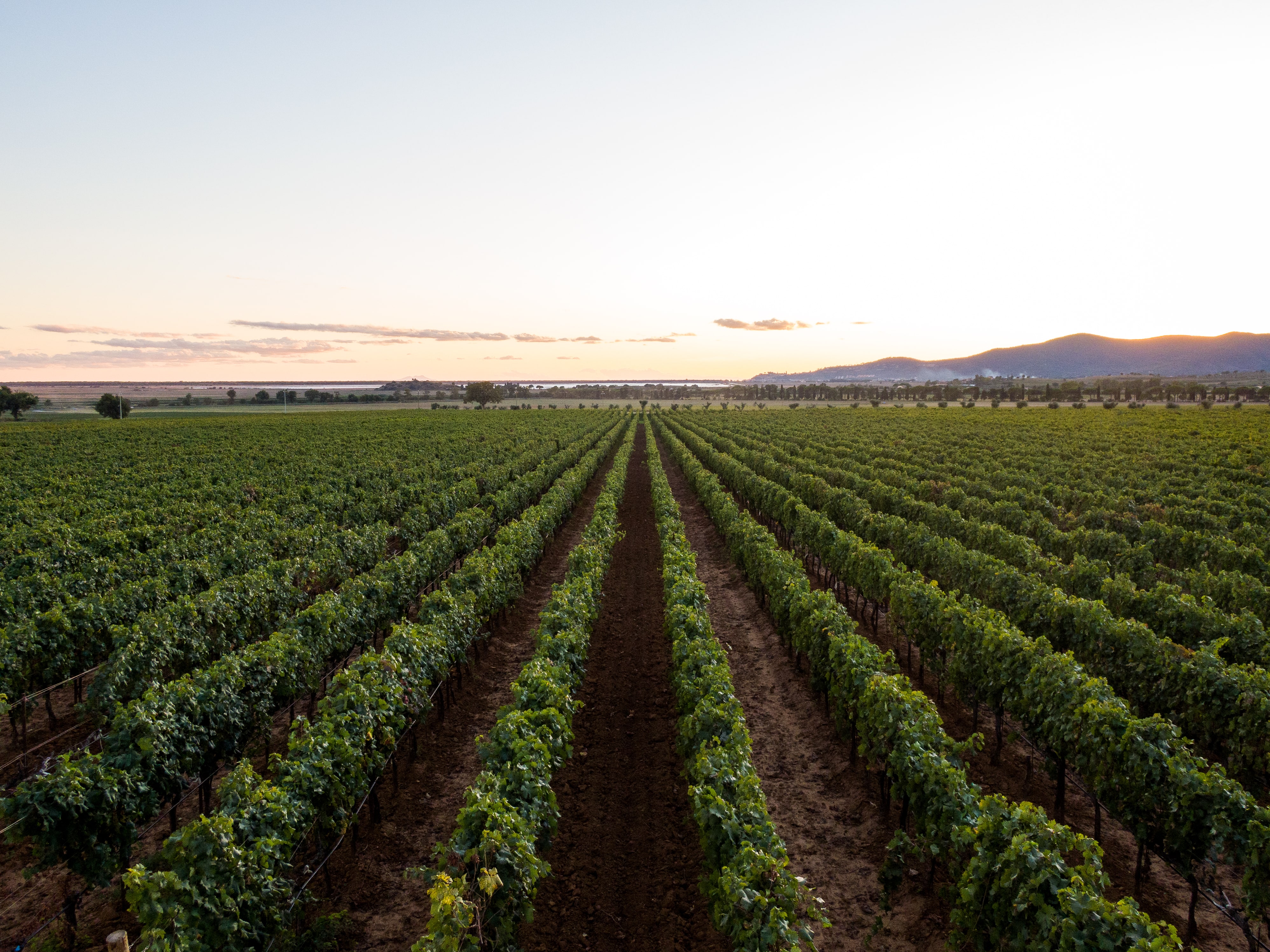 Mendoza vineyard argentina